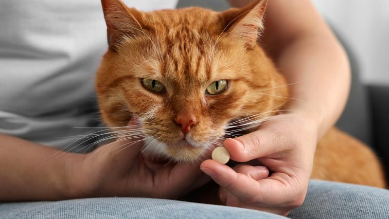 Virbac présente Vikaly, des croquettes-médicaments pour l’insuffisance rénale féline (première mondiale)