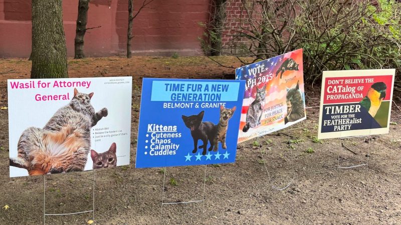 Somerville: une chatte élue maire de la piste cyclable lors d’une campagne locale insolite