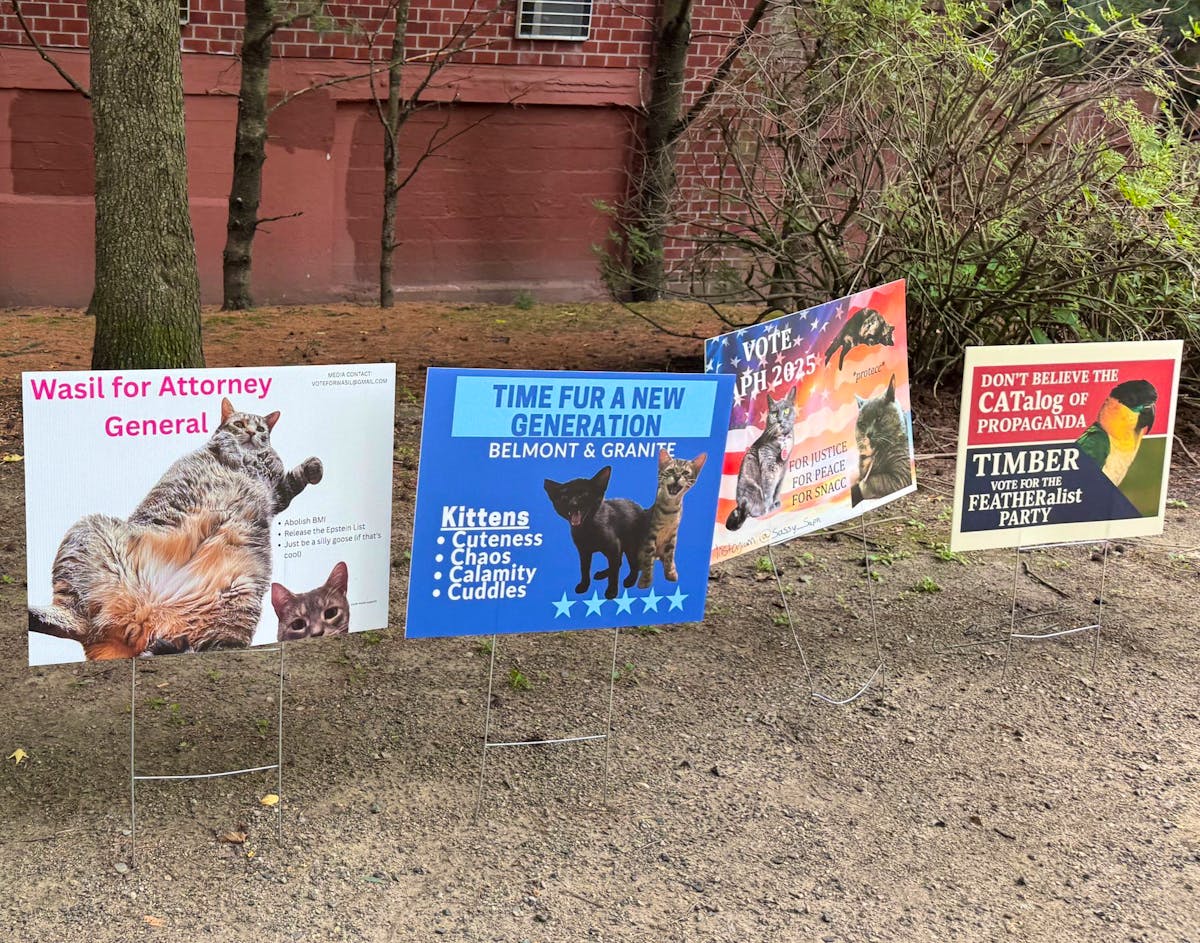 Somerville: une chatte élue maire de la piste cyclable lors d’une campagne locale insolite
