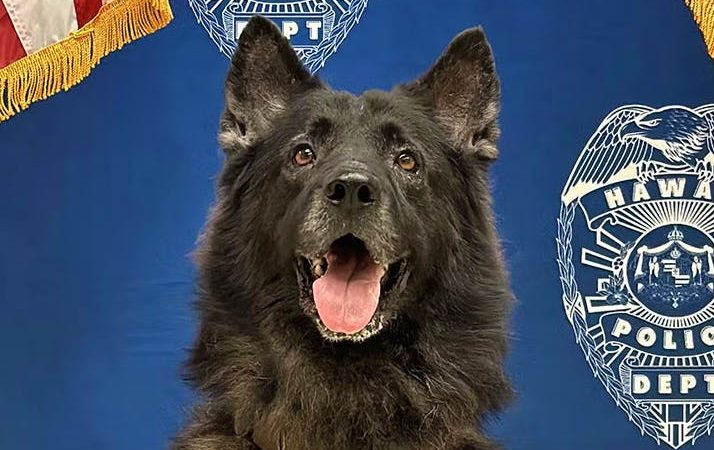 Hawaï : un chien policier décède après être resté enfermé dans une voiture de patrouille