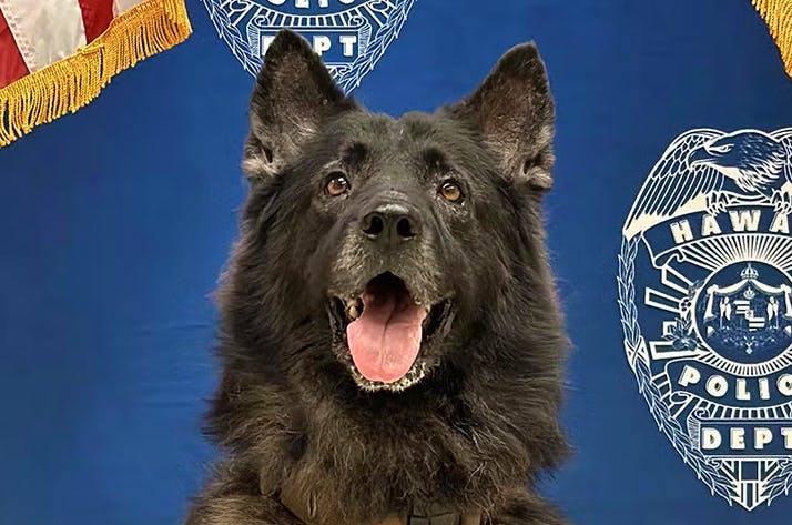 Hawaï : un chien policier décède après être resté enfermé dans une voiture de patrouille