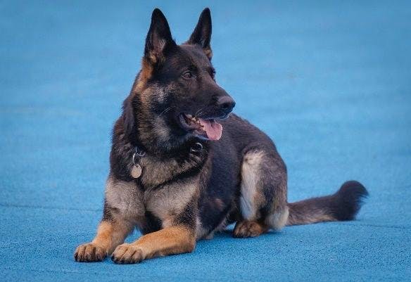 À Soleure, un cambrioleur interpellé grâce à Hailey, la chienne de police