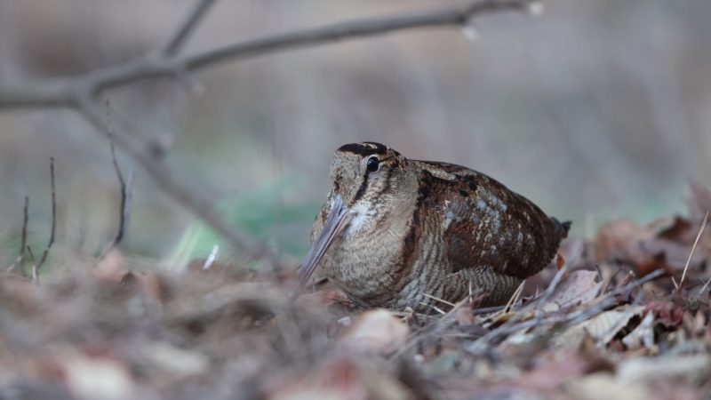 Disparition près de Nyons: une enquête en cours sur la rivière Eygues
