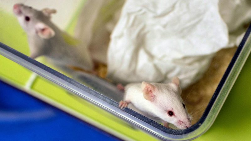 Nawell Madani visée par une enquête pour violence sur mineur sur les Champs-Élysées