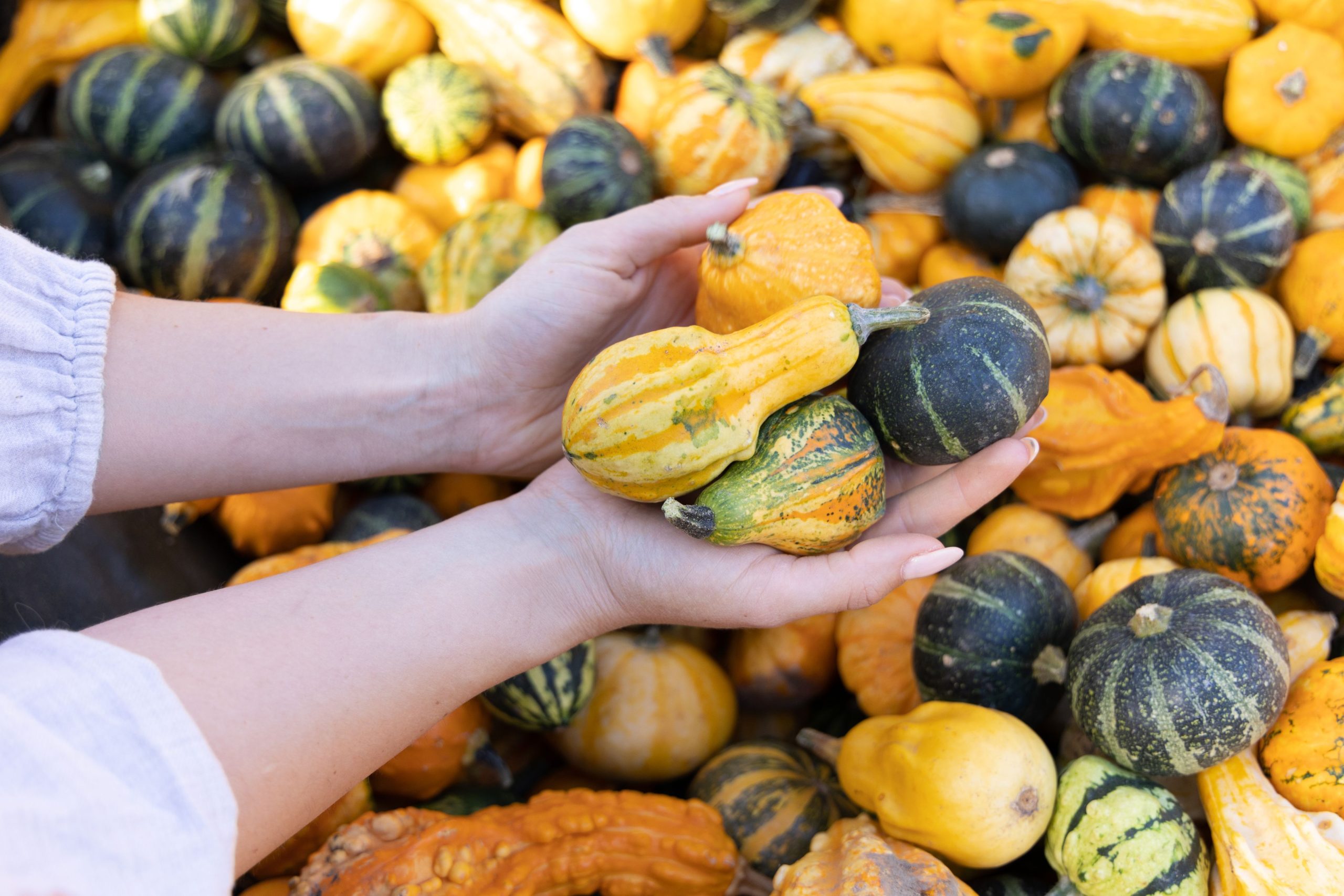 Proton lance un observatoire dédié au dark web pour suivre les violations de données