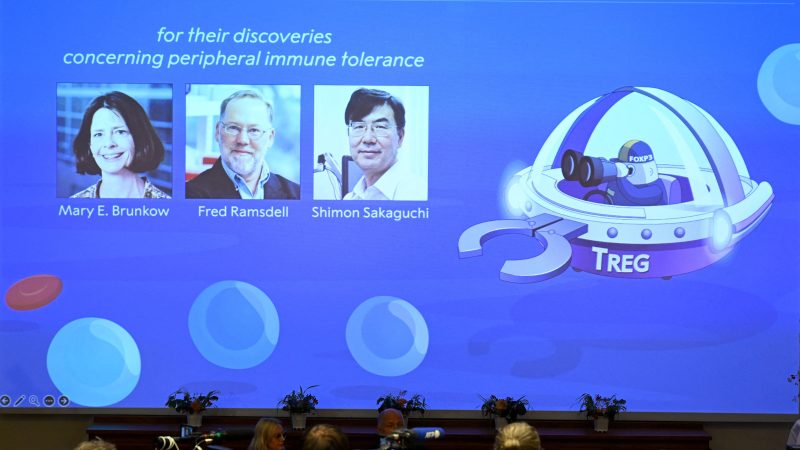 Prix Nobel de médecine 2025 attribué à Brunkow, Ramsdell et Sakaguchi pour leurs découvertes sur la tolérance immunitaire