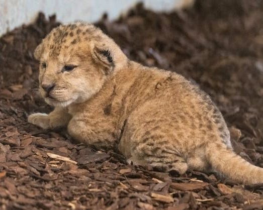Lionceau mort au Zoo Walter de Gossau : arrêt d’allaitement brutal chez la lionne et questions sur l’avenir de la portée